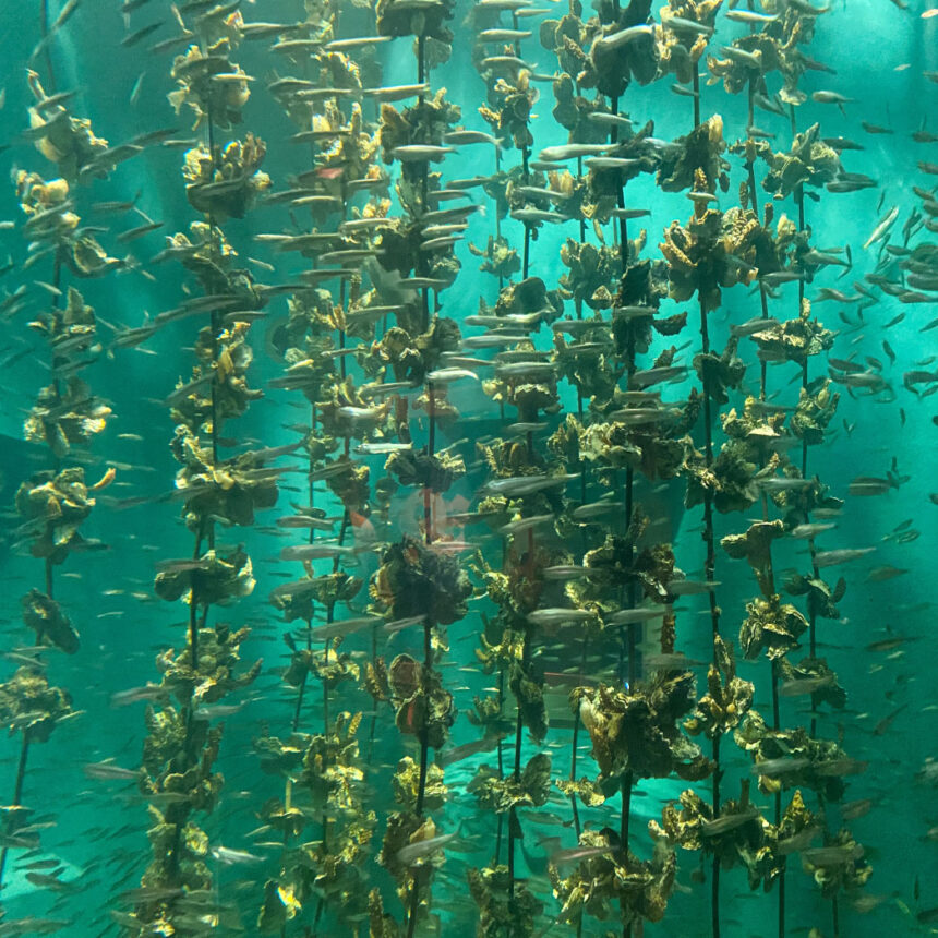 宮島水族館 家族で楽しめる みやじマリンで海の生物に会いに行こう Bushi Travel